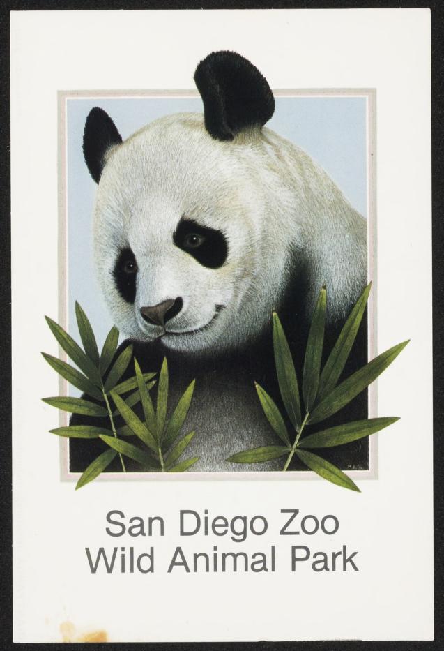 San Diego Zoo Wild Animal Park Giant Panda Postcard | California Revealed